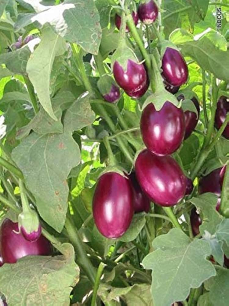 Brinjal Seeds