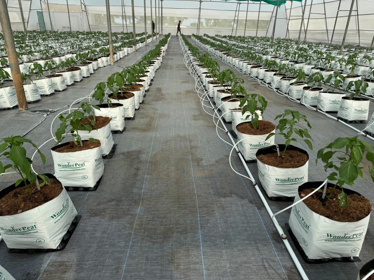 Nursery Plants & Seed Production